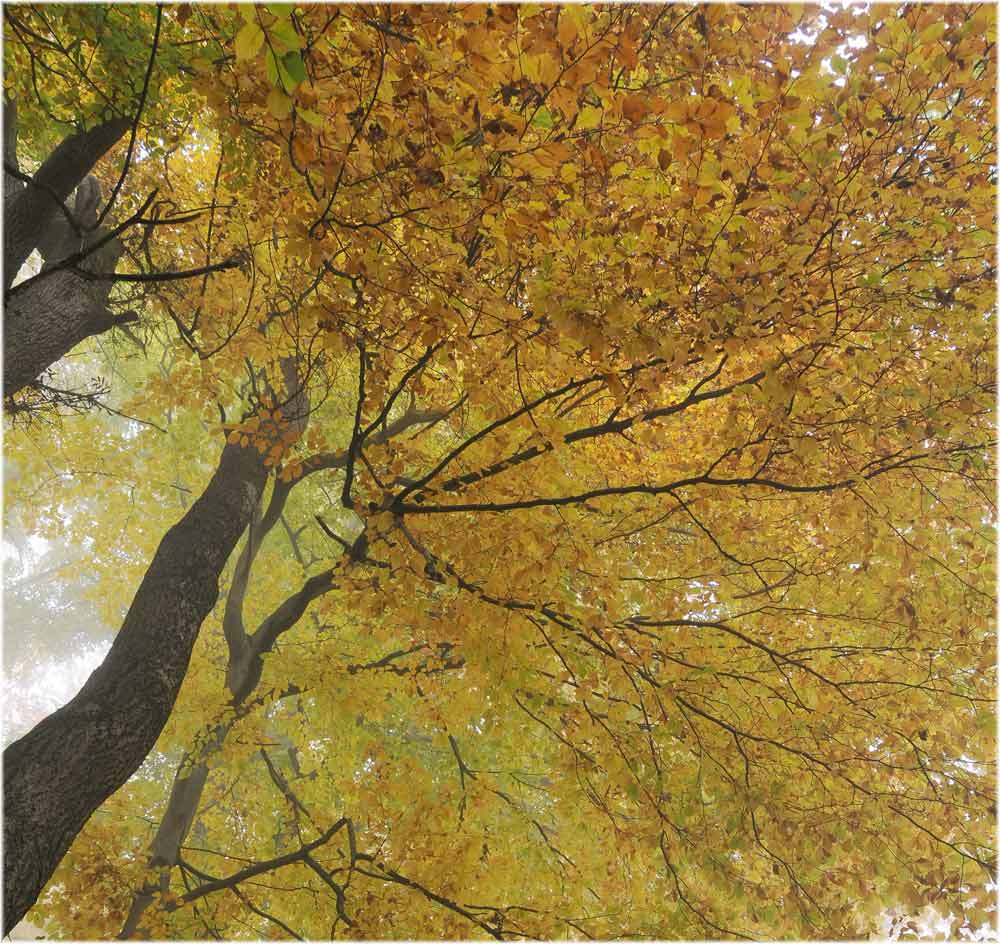 Herbstlicher Nebelwald
Schlüsselwörter: Nebelwald, Herbst, Uetliberg