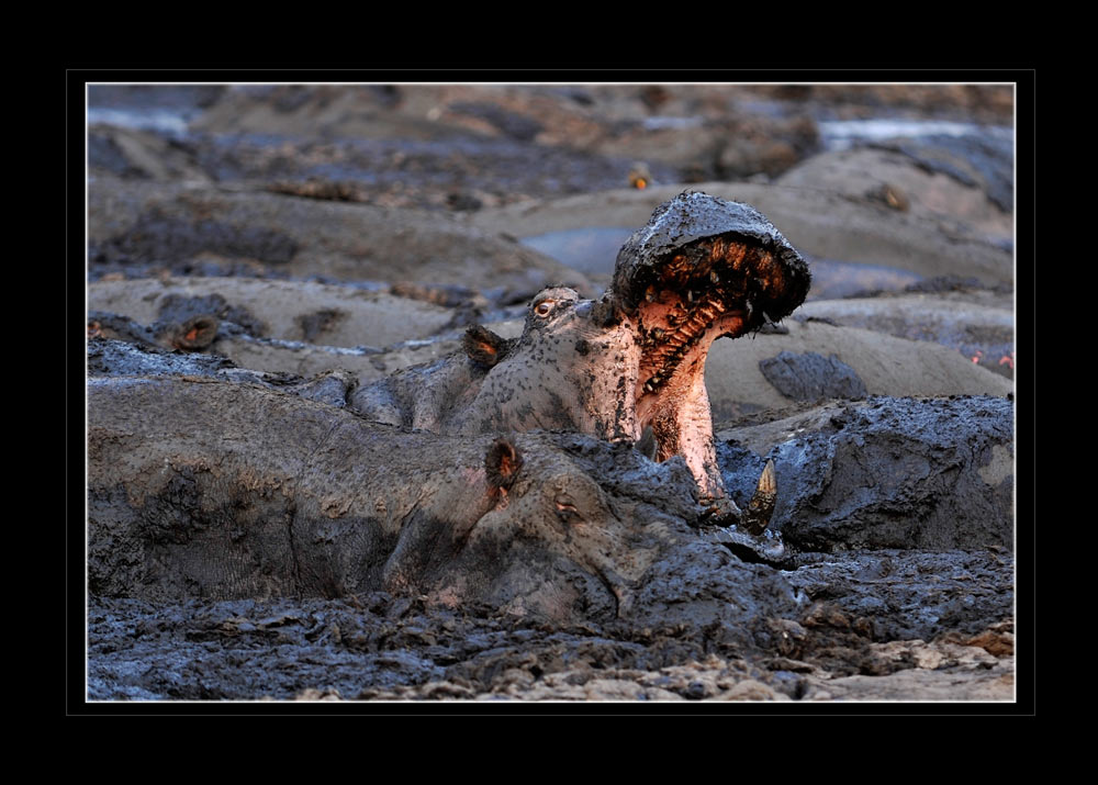 Schlammpferde - Nilpferde
An einigen Stellen ist das Wasser so verdunstet das die Nilpferde im Schlamm sitzen und es stinkt da sie alles zusätzlich zukoten.
Schlüsselwörter: Nilpferde, Katavi, Tanzania