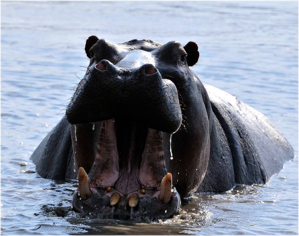 Nilpferd, Hippopotamus amphibius, Katavi, Tanzania
Paarhufer, dazu gehören Flusspferde, Giraffen, Antilopen und Warzenschweine. Flusspferde es kommen in Afrika zwei Arten vor; das Grossflusspferd in weiten Teilen Afrikas südlich der Sahara verbreitet und das seltene Zwergflusspferd in Westafrika.
Flusspferde sollten niemals unterschätzt werden, es sind die Säugetiere die für die meisten Todesfälle in Afrika verantwortlich sind.
Schlüsselwörter: Nilpferd, Hippopotamus amphibius, Katavi, Tanzania