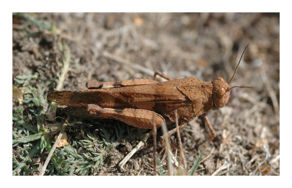 Rotflügelige Schnarrschrecke (Psophus stridulus)
Schlüsselwörter: Rotflügelige Schnarrschrecke, Psophus stridulus