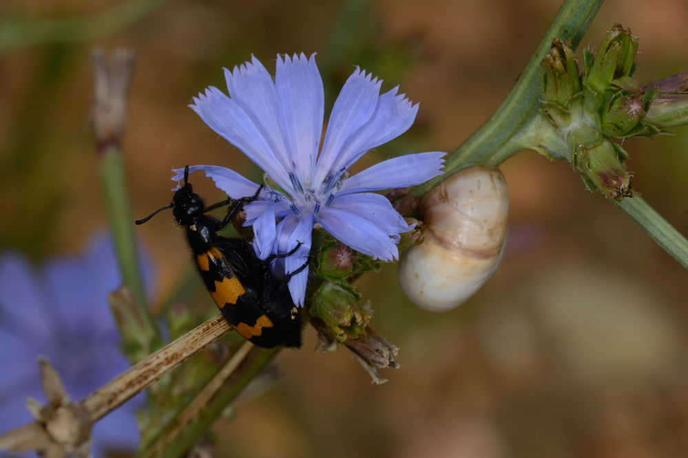 Mylabris quadripunctata
Ein häufiger Käfer in Südfrankreich. Die Larven dieser Käfer ernähren sich von Heuschrecken-Eier.
Schlüsselwörter: Mylabris quadripunctata