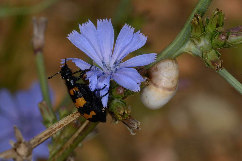 Mylabris quadripunctata
Ein häufiger Käfer in Südfrankreich. Die Larven dieser Käfer ernähren sich von Heuschrecken-Eier.
Schlüsselwörter: Mylabris quadripunctata