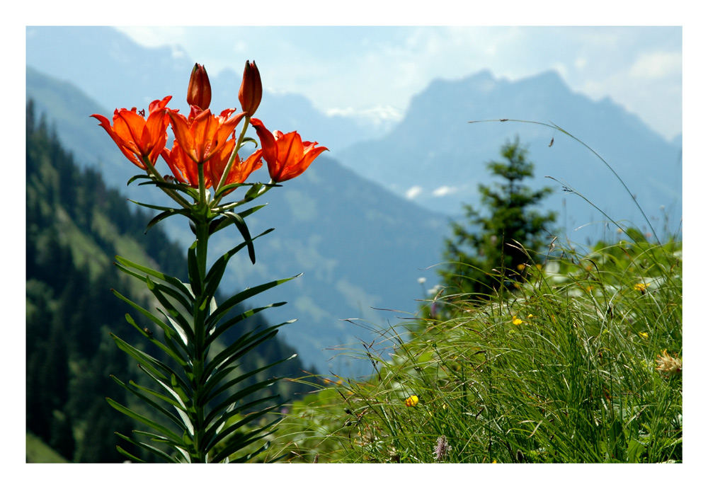 Feuerlilie (Lilium bulbiferum ssp. croceum)
Die orangerote Feuerlilie hält was ihr Name verspricht, ein oranges Feuerwerk.
Schlüsselwörter: Feuerlilie, Lilium bulbiferum ssp. croceum, orangerote Feuerlilie