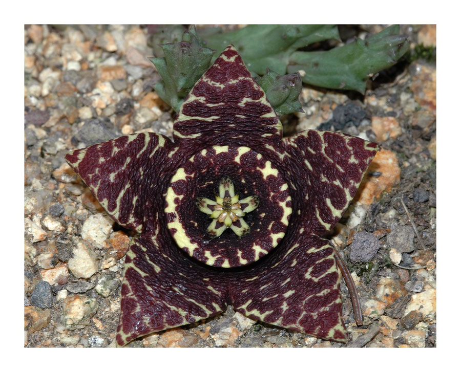 Orbea variegata
Ordensstern im Botanischen Garten Berlin.
Schlüsselwörter: Orbea variegata, Botanischer Garten, Berlin
