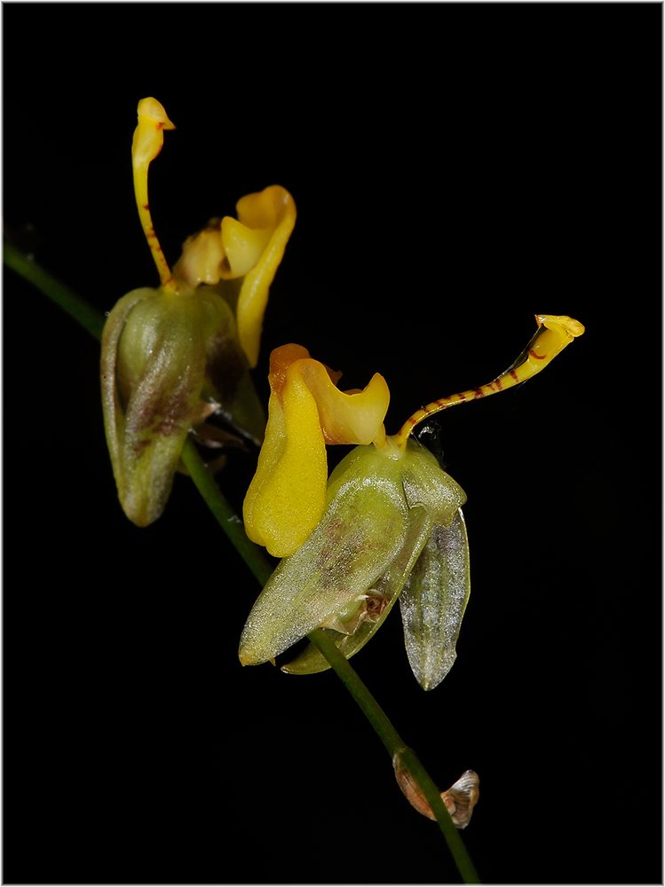 Orchideen Stadtgärtnerei
