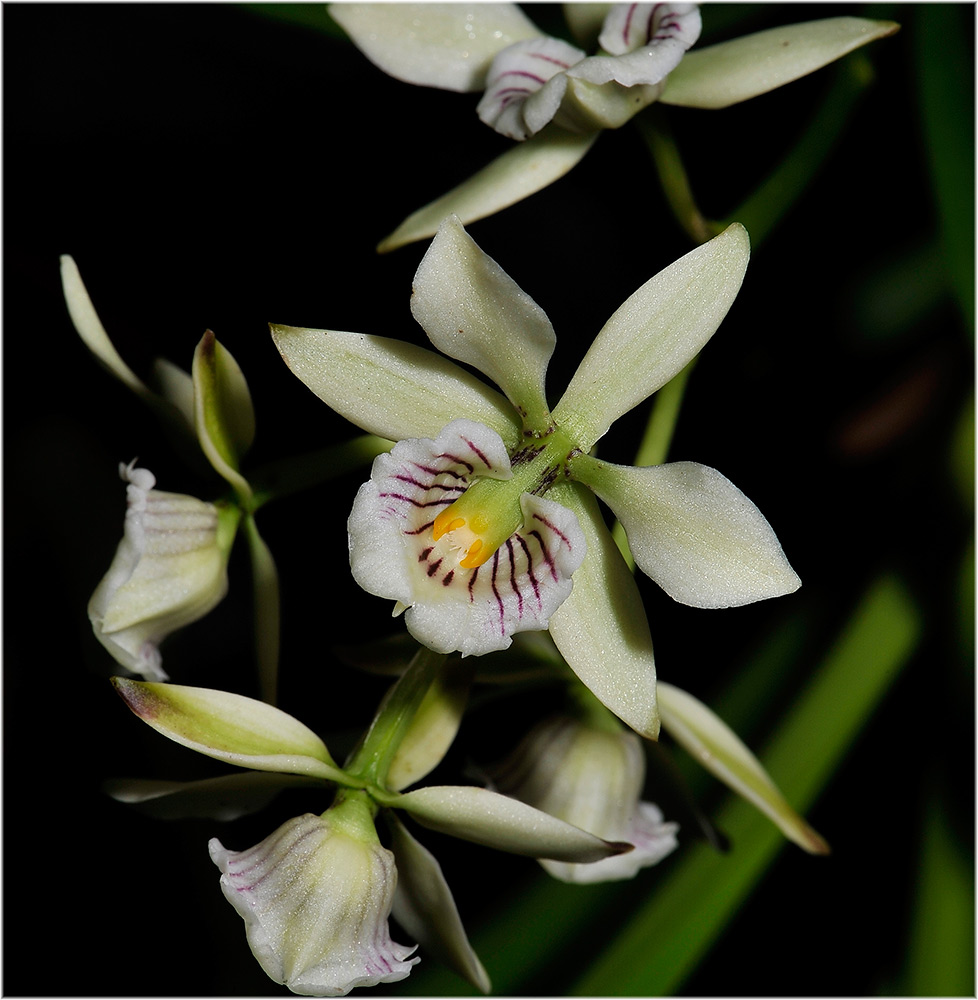 Orchideen Stadtgärtnerei
