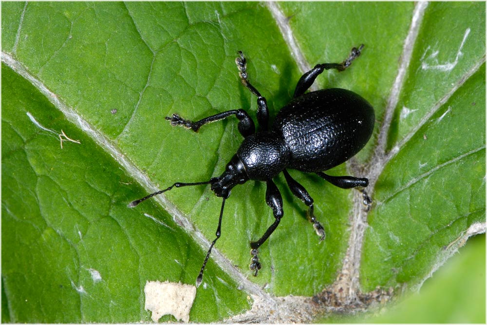 Schwarzer Lappenrüssler, Schwarzbeiniger Dickmaulrüssler, (Otiorhynchus morio)
Schwarzer Lappenrüssler, Schwarzbeiniger Dickmaulrüssler ist ein Schwarzer Rüsselkäfer mit glänzender Oberfläche. Auf den Flügeldecken befinden sich Punktstreifen. Das letzte Glied der Antenne ist kurz und rundlich. Länge: 10 - 15 mm Entwicklung: Larve lebt in Pflanzen. Ernährung: Pflanzen. Verbreitung: Europa.

Schlüsselwörter: Schwarzer Lappenrüssler, Schwarzbeiniger Dickmaulrüssler, (Otiorhynchus morio), Insekten, Rüsselkäfer, mg,