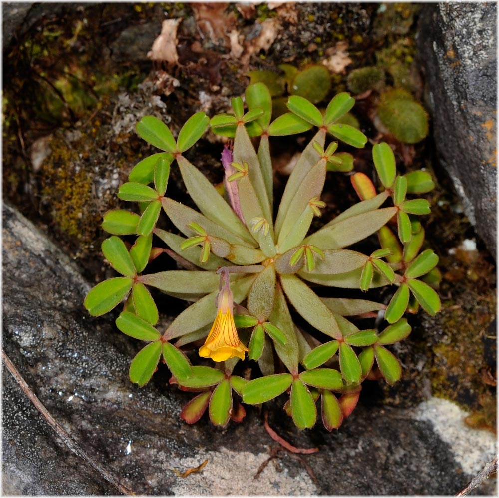 Oxalis urubambensis
Schlüsselwörter: Oxalis urubambensis