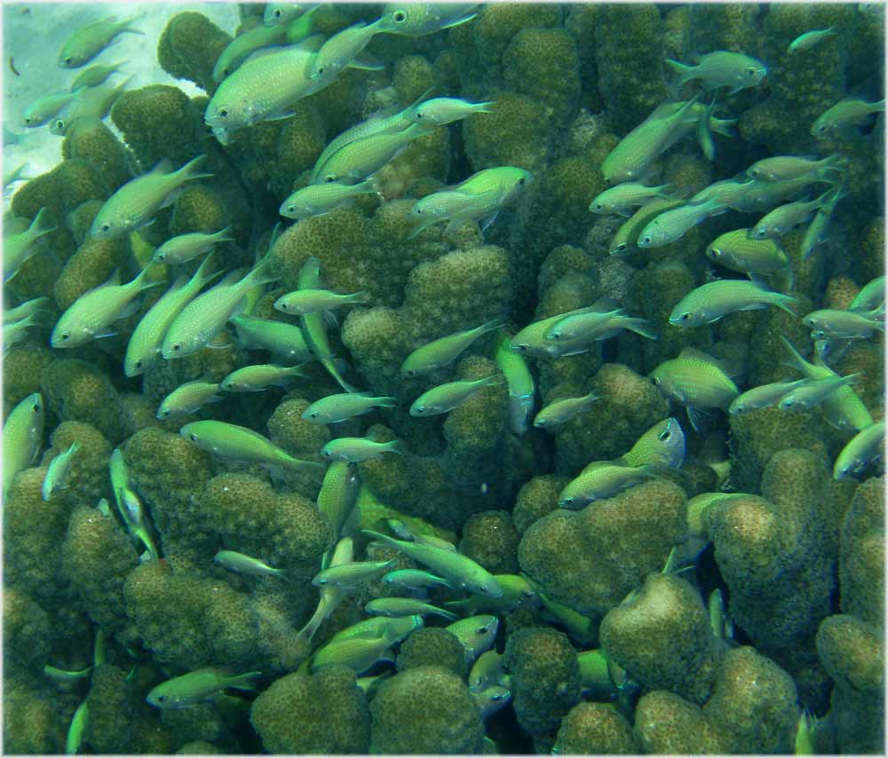 Fisch-Kindergarten
Jungfisch-Schwarm vor Nosy tanikely
Schlüsselwörter: Jungfische, Unterwasser, Nosy tanikely