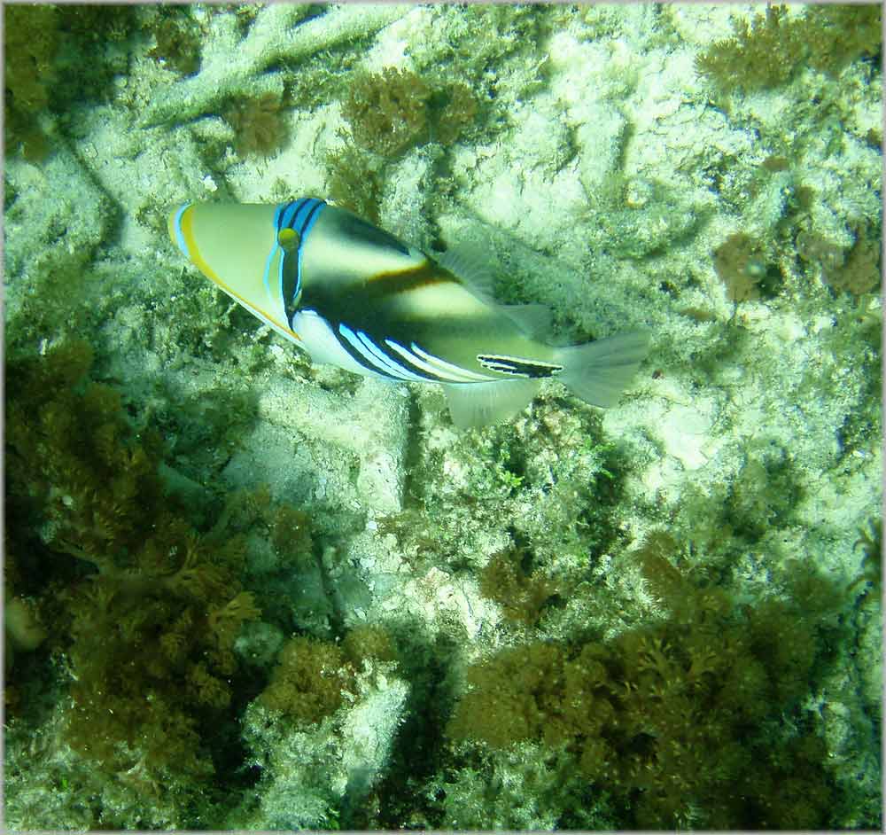 Doktorfisch Nosy Diego
Schlüsselwörter: Madagaskar, Doktorfisch