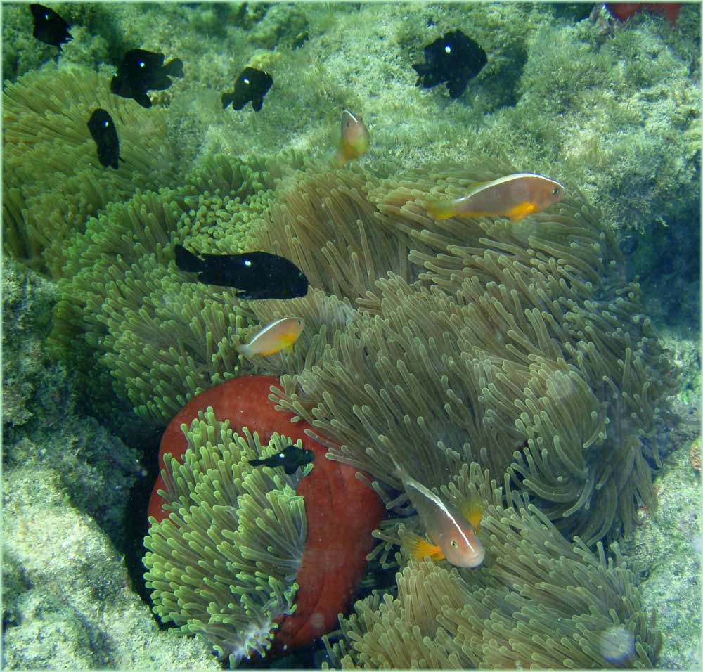 Anemonen-Fisch vor Nosy Tanikely
Olympus 770 SW bis 10 Meter tief wasserdicht. 
Schlüsselwörter: Fische, Madgaskar, Nosy Tanikely