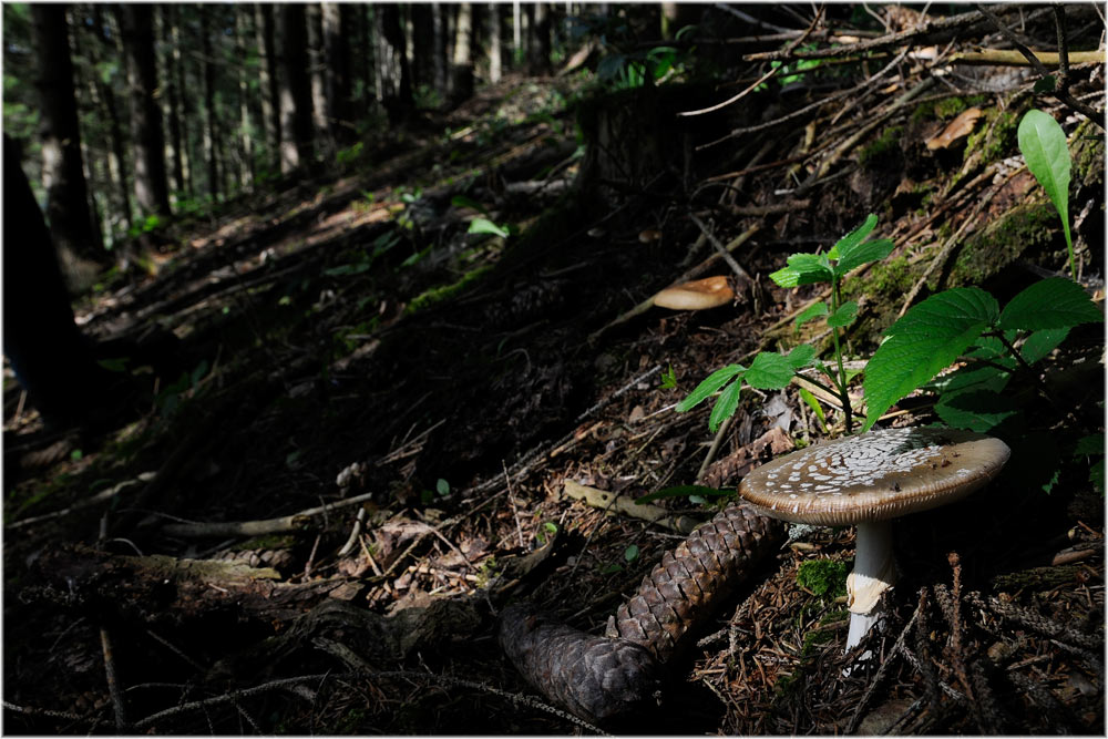 Pantherpilz, Knittelfeld, Oesterreich
Gattung Amanita mit mehr als 30 Arten. 
Schlüsselwörter: Pantherpilz, Amanita pantherina, Knittelfeld, Oesterreich