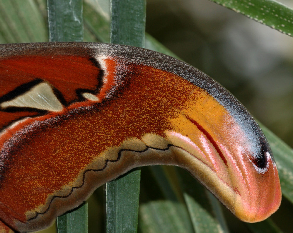 Schmetterling-Detail Flügel
Aufnahme mit dem Sigma 150 mm Makro, 1/60 s, F 10.00, eingebauter Blitz (TTL ) D70 Iso 200. 
Ohne Stativ aus der Hand etwas PS bearbeitet.
