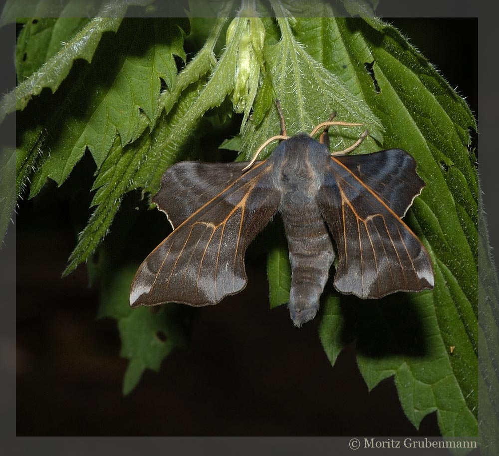 Pappel Schwärmer ( Laothoe populi)
In Auenwäldern auf Weiden und Pappeln lebend. Fehlt im hohen norden, Oestlich bis Sibirien.
Schlüsselwörter: Polen, Nachtfalter, Pappelschwaermer, Pappelschwärmer