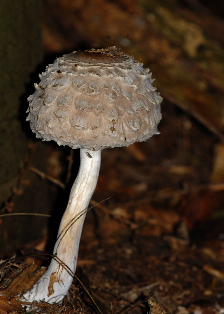 Parasol
Schlüsselwörter: Parasol, Uetliberg