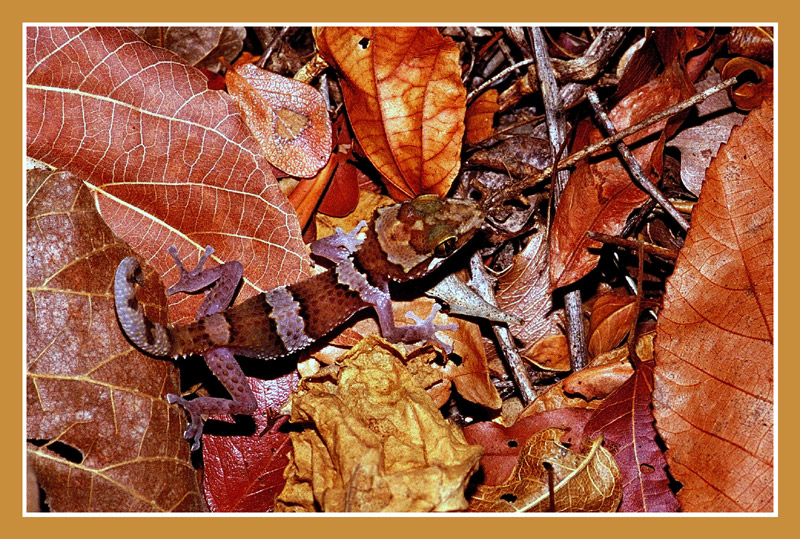 Paroedura, Bodengecko
Paroedura Arten sind hübsch gezeichnete Geckos die sich vorwiegend in Bodennähe aufhalten. Es wurden in den letzten Jahren einige neue Arten beschrieben.
Schlüsselwörter: Bodengeckos, Geckos, Paroedura