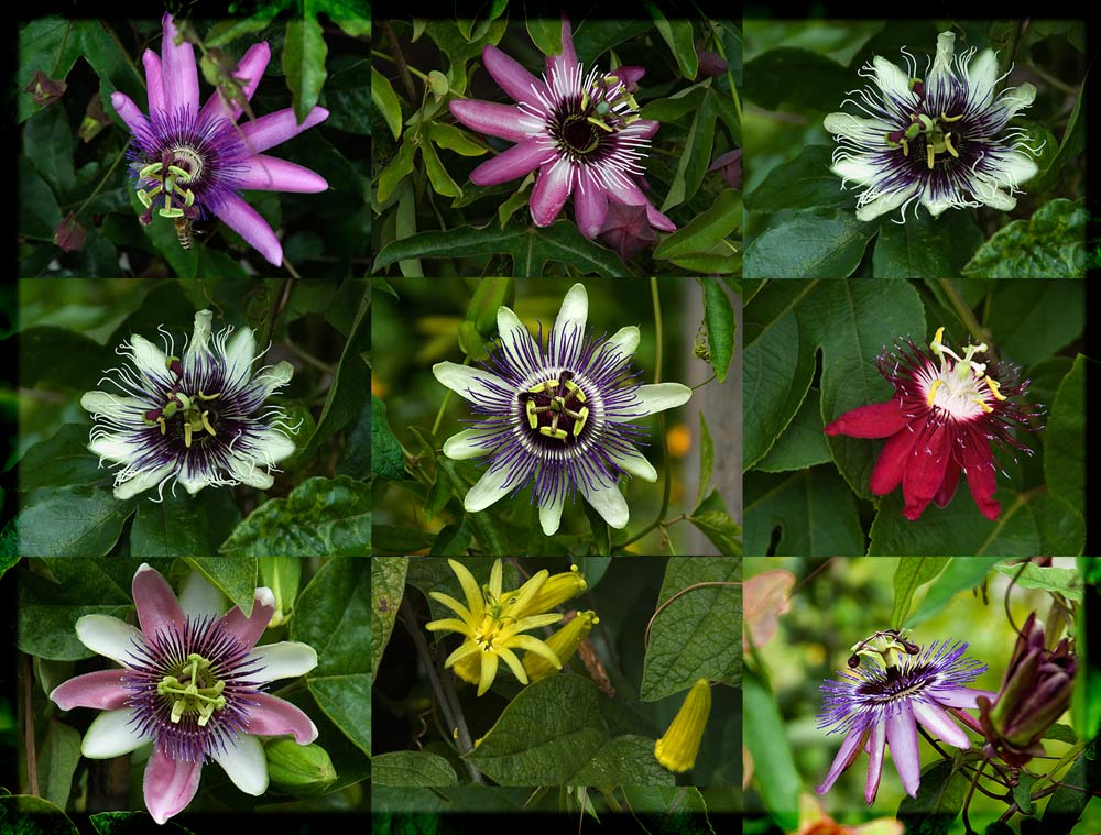 Passionsblumen
Ausstellung verschiedener Passionsblumen (Wild- und Zuchtformen) in der Stadtgärtnerei Zürich
Schlüsselwörter: Passionsblumen, Stadtgärtnerei Zürich