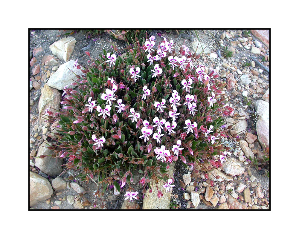 Pelargonium - Bavianskloof
Pelargonium-Arten sind die Urformen unserer Geranien.
Schlüsselwörter: Pelargonium, Bavianskloof