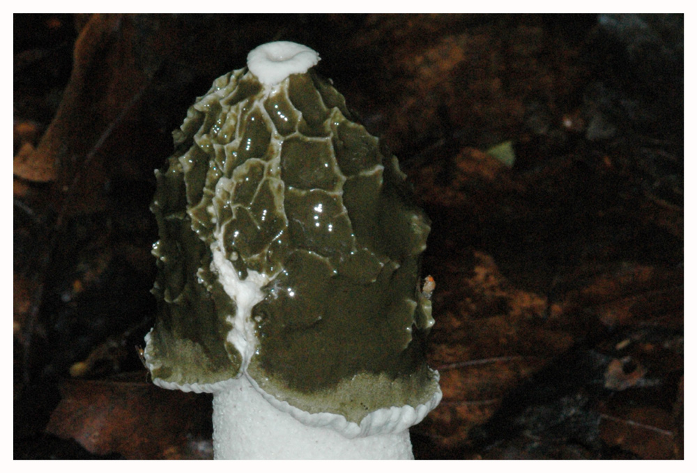 Stinkmorchel, Gichtmorchel 5 (Phallus impudicus)
Schlüsselwörter: Stinkmorchel, Gichtmorchel, Phallus impudicus