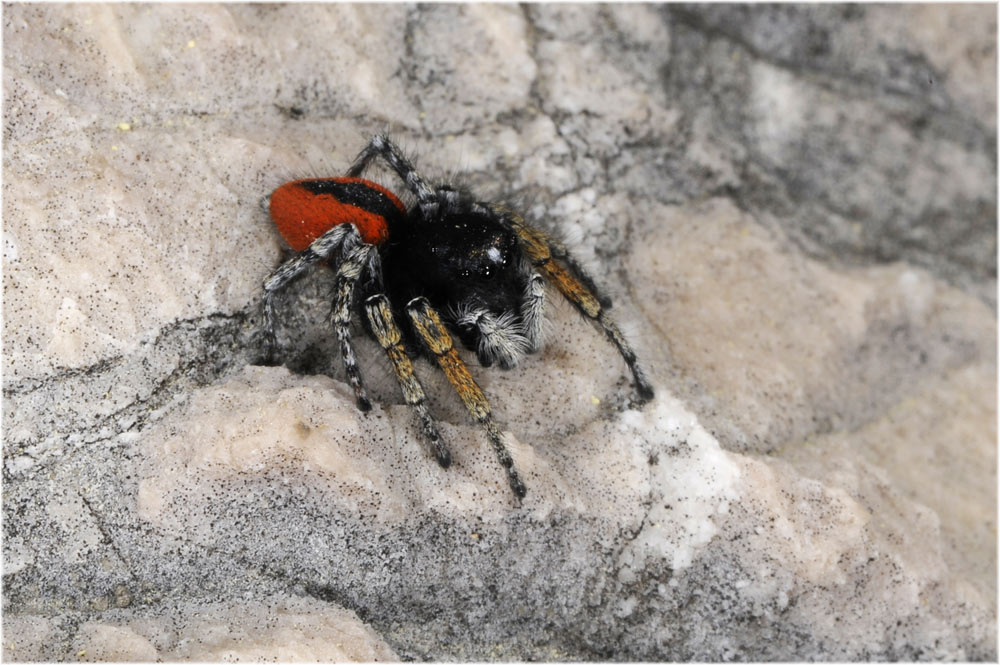 Schlüsselwörter: Philaeus chrysops, Springspinne, Krk, Kroatien