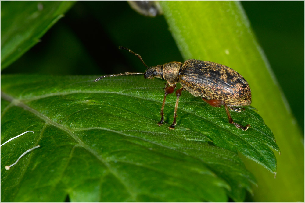 Spornblattrüssler, Phyllobius calcaratus
Die Käfer sind sehr variabel gefärbt. Es gibt Varianten mit grauen oder grünen, oft metallisch glänzenden Schuppenhaaren oder aber nur schwarz gefärbte Exemplare. Die Beine können dunkel oder rot sein, aber auch nur rote Schenkel haben.
Schlüsselwörter: Phyllobius calcaratus, mg, Alptal, Schwyz, Spornblattrüssler