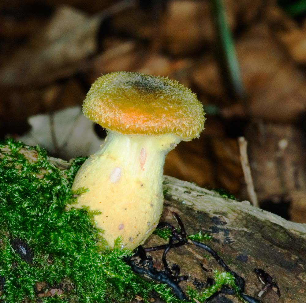 Totholz Pilz
