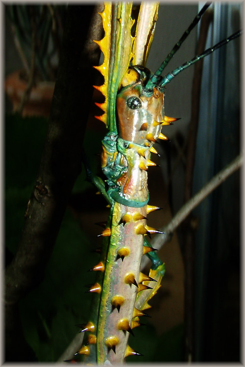 Portrait von Achrioptera spinosissima
Die madagasssische Stabschrecke Achrioptera spinosissima in ihrer Prachtfärbung
Schlüsselwörter: Achrioptera spinosissima, Madagaskar