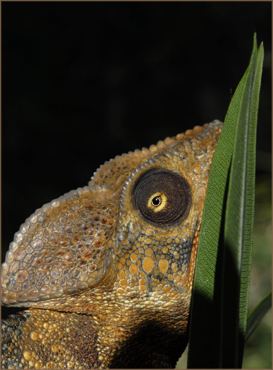 Furcifer oustaleti
Portrait
Schlüsselwörter: Furcifer oustaleti