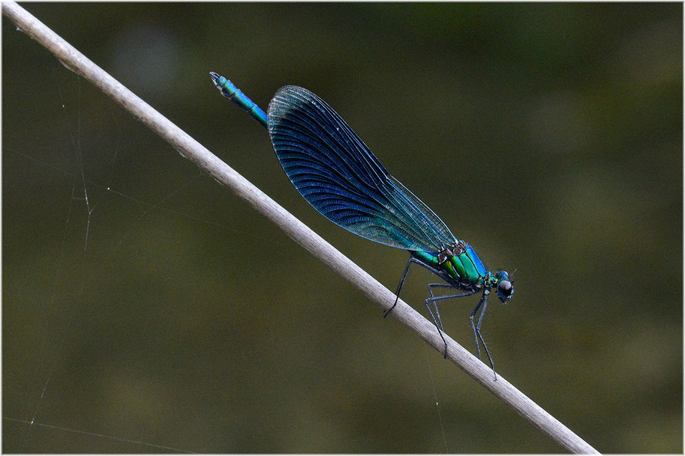 Südwestliche Prachtlibelle, Calopteryx xanthostoma, Männchen
Bedeckter regnerischer Tag in der Camarque
Schlüsselwörter: Südwestliche Prachtlibelle, Calopteryx xanthostoma, Männchen