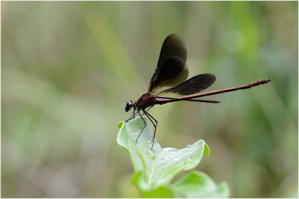 Bronzene Prachtlibelle (Calopteryx haemorrhoidalis) Männchen
Bronzene Prachtlibelle (Calopteryx haemorrhoidalis) Männchen
Schlüsselwörter: Bronzene Prachtlibelle Calopteryx haemorrhoidalis Männchen