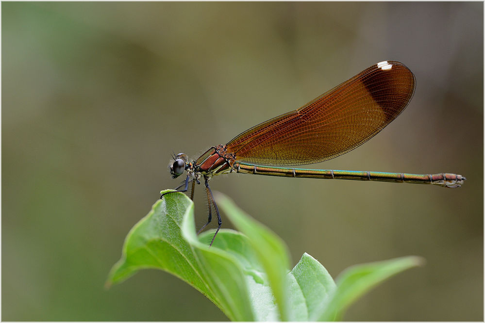 Bronzene Prachtlibelle (Calopteryx haemorrhoidalis) Weibchen
Die im Süden Europas vorkommende weibliche Bronzene Prachtlibelle ist am weissen Flügelfleck erkenntlich. Es war ein regnerischer Tag mit diffusem Licht.
Schlüsselwörter: Bronzene Prachtlibelle (Calopteryx haemorrhoidalis) Weibchen
