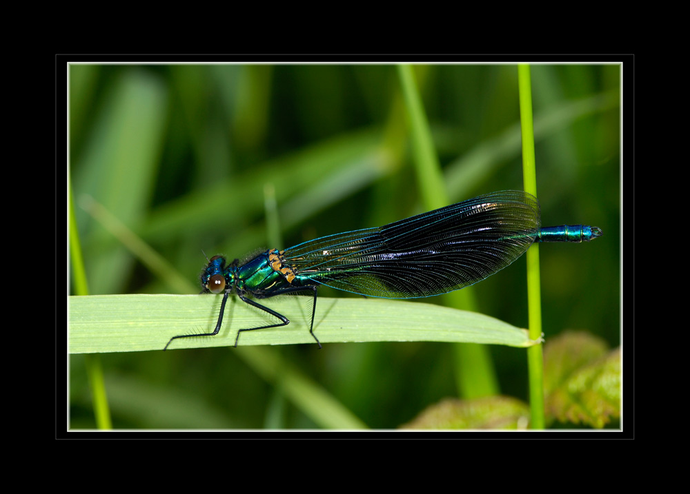 Gebänderte Prachtlibelle (Calopteryx splendens)
Am Ufer der Glatt, Riedmatt, Kloten, Männchen beim morgendlichen Sonnenbad.
Schlüsselwörter: Gebänderte Prachtlibelle, Calopteryx splendens, Riedmatt, Kloten, Glatt, Schweiz, Libellen