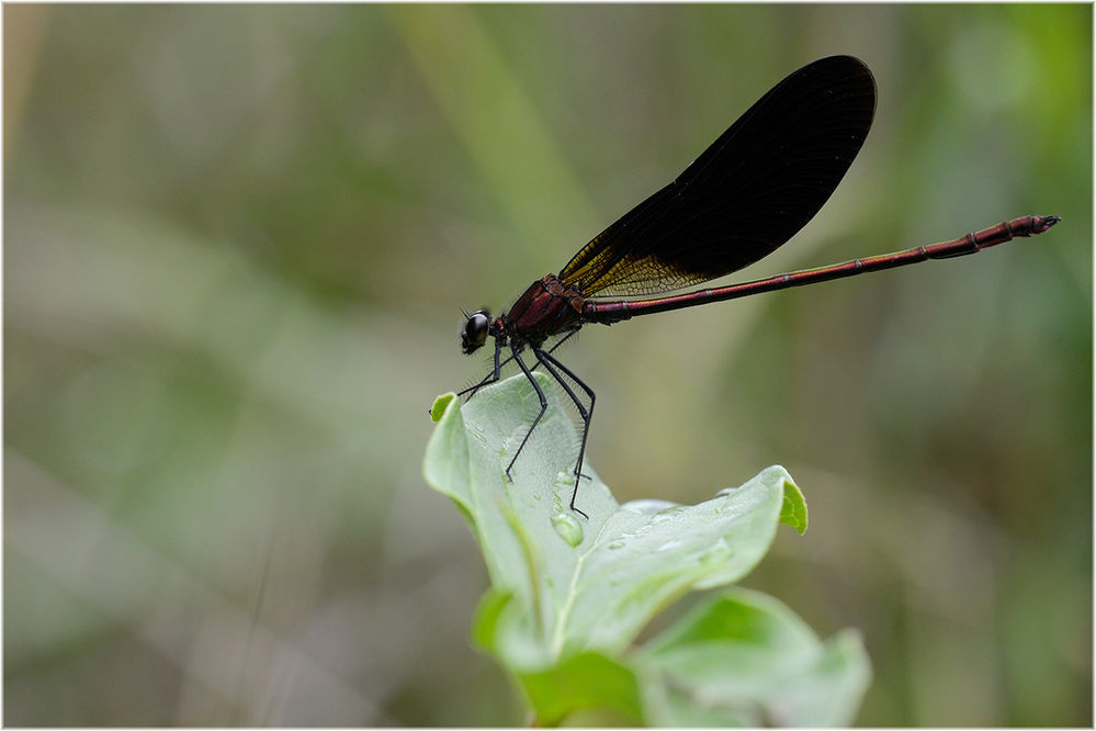 Bronzene Prachtlibelle (Calopteryx haemorrhoidalis) Männchen
Bronzene Prachtlibelle (Calopteryx haemorrhoidalis) Männchen
Schlüsselwörter: Bronzene Prachtlibelle Calopteryx haemorrhoidalis Männchen