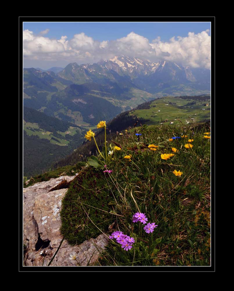Flühblümchen und Mehlprimel. Leistenkamm
Schlüsselwörter: Leistenkamm, Arvenbühl, Amden, Primula, Flühblümchen, Mehlprimel