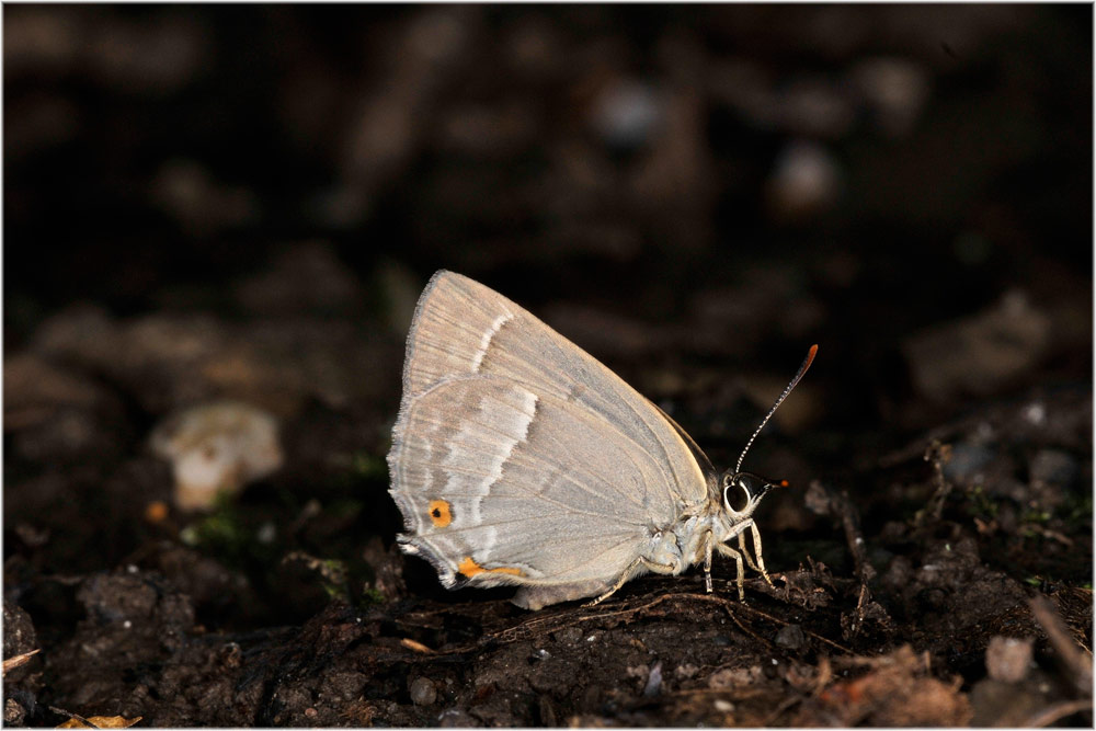 Eichenzipfel-Bläuling, Quercusia querus
An heissen Tagen saugen die Falter auf feuchter Erde, ansonsten sind sie im Laubdach zuhause.
Schlüsselwörter: Blauer Eichen-Zipfelfalter, Quercusia querus, Uetliberg, Zürich