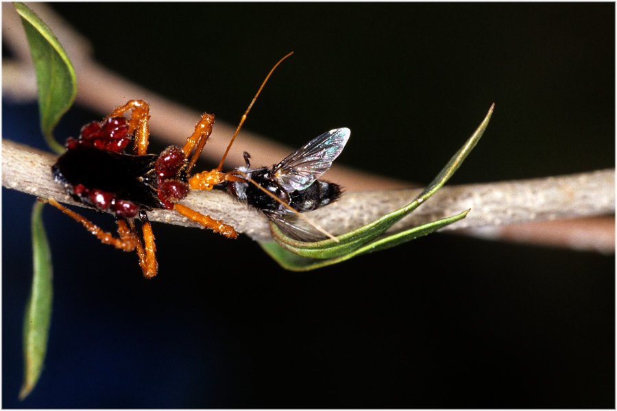 Raubwanze
Schlüsselwörter: Raubwanze, Süd - Madagaskar