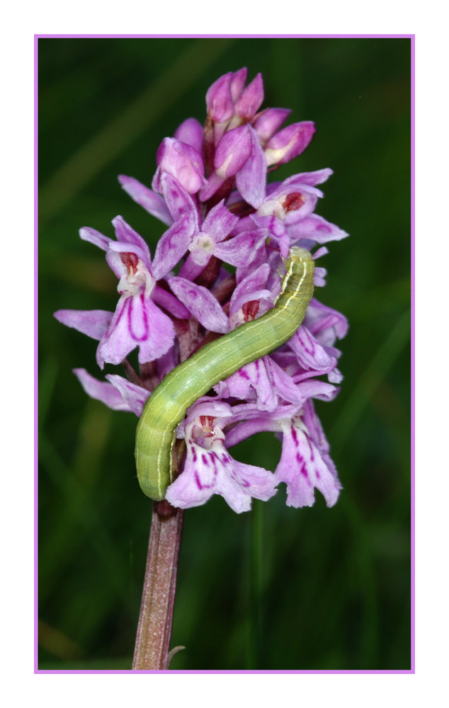 Breitblättrige Fingerwurz (Dactylorhiza majalis) und Raupe eines Nachtfalters
Die breitblättrige Fingerwurz oder das breitblättrige Knabenkraut kommt in Feuchtgebieten der Voralpen oft in grosser Zahl vor. Orchideen sind keine eigentlichen Futterpflanzen für Raupen.
Schlüsselwörter: Breitblättrige Fingerwurz, Dactylorhiza majalis, Raupe, Nachtfalter