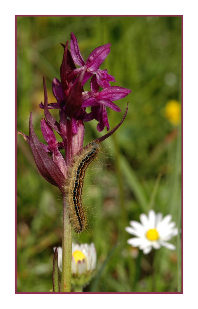 Traunsteiners Fingerwurz (Dactylorhiza traunsteineri) und behaarte Raupe
Schlüsselwörter: Traunsteiners Fingerwurz, Dactylorhiza traunsteineri, behaarte Raupe