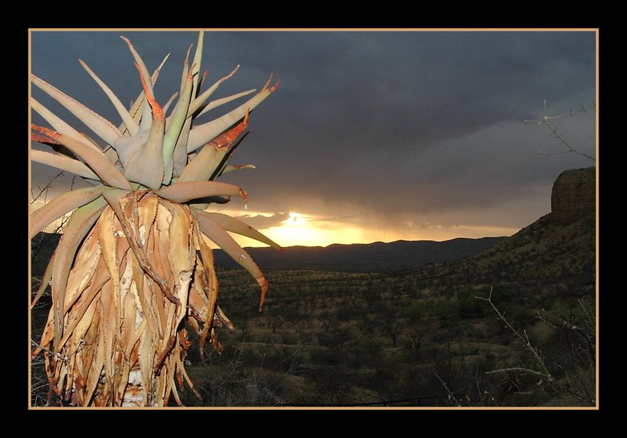 Vingerklippe
Aloe littoralis mit regnerischem Sonnenuntergang
Schlüsselwörter: Namibia