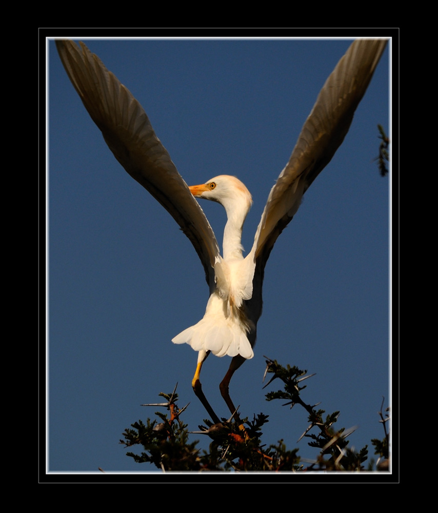 Reiher
Schlüsselwörter: Reiher, Lewa, Kenia