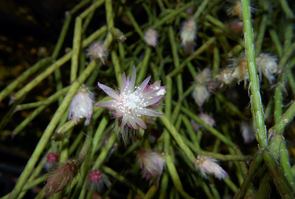 Rhipsalis
Schlüsselwörter: Rhipsalis