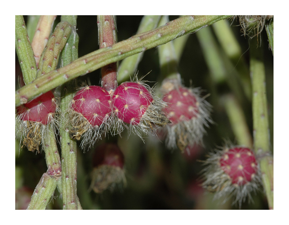 Rhipsalis pilocarpa
Schlüsselwörter: Rhipsalis pilocarpa