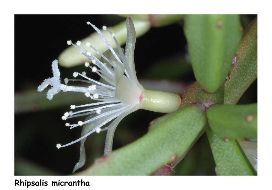Rhipsalis_micrantha.jpg