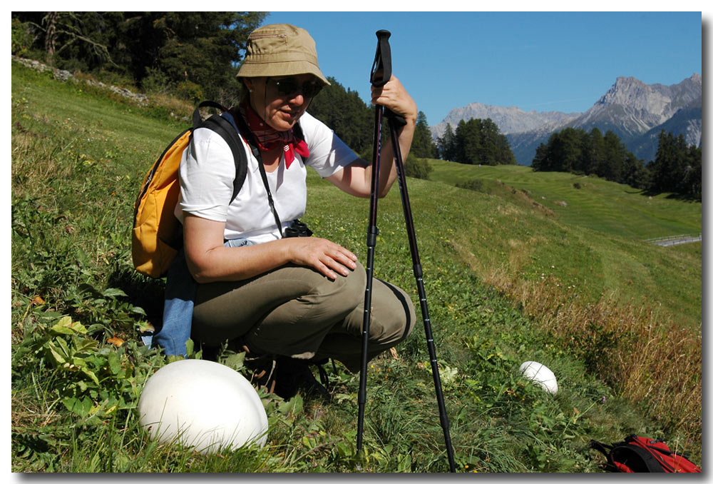 Riesenbovist, Gemeiner Riesenbovist (Calvatia gigantea)
Riesenboviste können bis 25 kg schwer werden und ihre kugeligen Fruchtkörper erreichen einen Durchmesser von einem halben Meter.
Schlüsselwörter: Riesenbovist, Gemeiner Riesenbovist, Calvatia gigantea