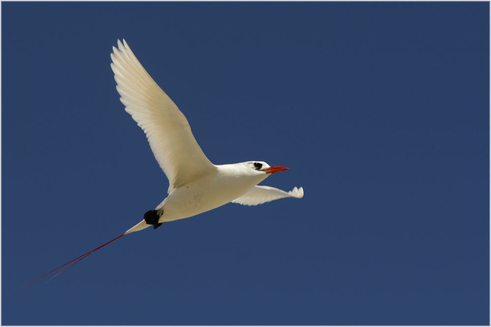 Rotschwanz-Tropikvogel
Eine kleine vorgelagerte Insel im Süden Madagaskars, Nosy Ve.
Hier brüten die Rotschwanz-Tropikvögel.
Schlüsselwörter: Rotschwanz-Tropikvogel, Phaethon rubricauda, Nosy Ve, Madagaskar