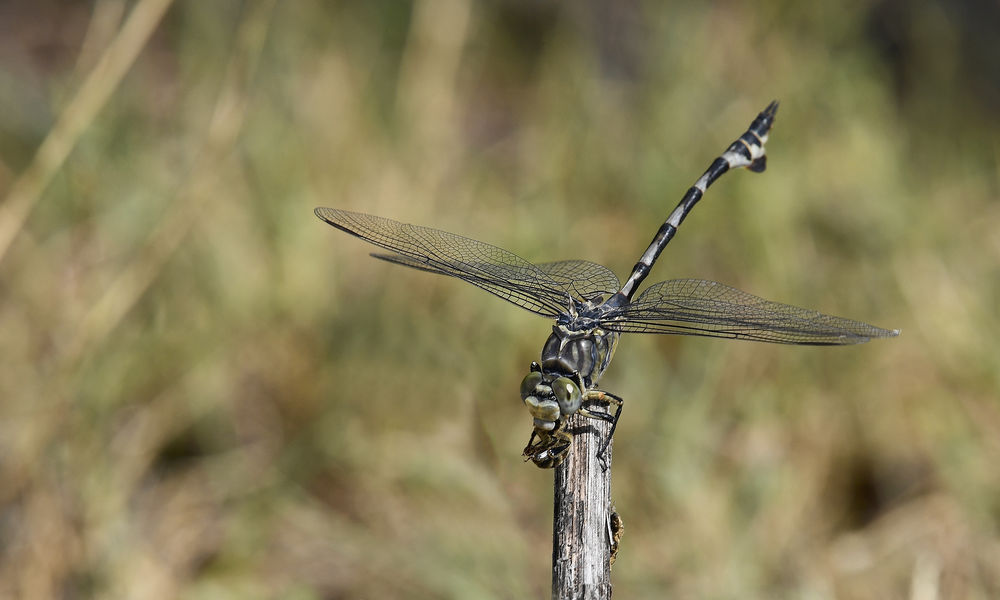 Seedrachen (Lindenia tetraphylla)
Der Seedrache erreicht eine Körperlänge von bis zu 80 mm und Flügelspannweiten bis zu 80 mm. Der Seedrache ist somit die größte Flussjungfernart Europas. Wie bei allen Arten der Familie der Flussjungfern, berühren sich die Augen in der Mitte nicht. Im Jugendstadium ist die Grundfärbung an Brust und Hinterleib gelb mit schwarzen Zeichnungselementen. Die Weibchen haben zwischen dem 2. + 3. Hinterleibssegment einen orangefarbenen Ring, deren leuchtende Farbe sich oberhalb beider Segmente ausdehnt.  Während die Farbe der Weibchen mit fortschreitender Lebensdauer meist nur etwas blasser wird, färben sich die sandgelblichen Bereiche beim Männchen grünlich-grau. Die Farbverteilung kann aber sehr stark variieren, so gibt es fast schwarz oder eben fast sandfarbene Imagines. Männchen und Weibchen bekommen im Alter eine blaue Wachsschicht. Die Farbe der Augen beider Geschlechter ist grau. Die Flügelmale sind gelblich bis blassbraun, dazu recht groß und lang.
Schlüsselwörter: Seedrachen Lindenia tetraphylla Nordgriechenland