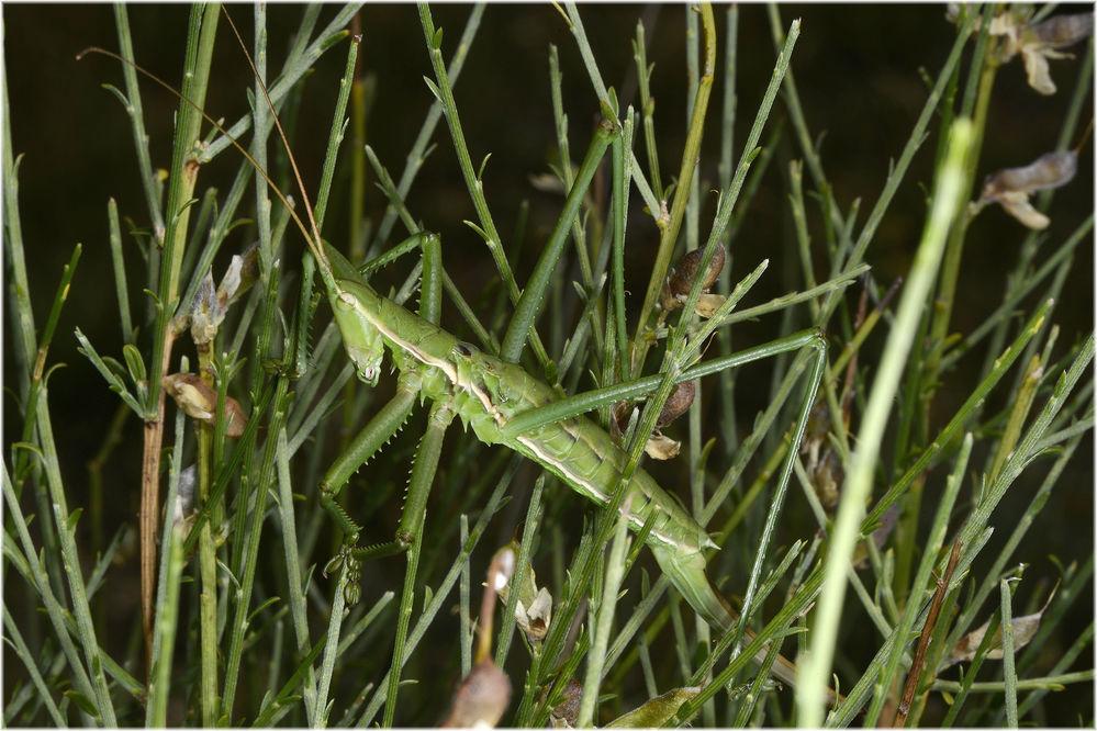 Saegeschrecke Saga pedo Pallas 1771 Suedfrankreich nahe Mt. Ventoux 
