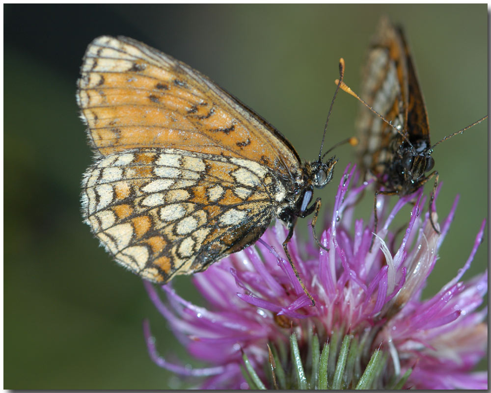 Scheckenfalter
Scheckenfalter sind schwierig zu Unterscheiden. Werden oft nach ihrer Futterpflanze benannt....Wegerich-Scheckenfalter, Flockenblumen-Scheckenfalter. 
Schlüsselwörter: Scheckenfalter