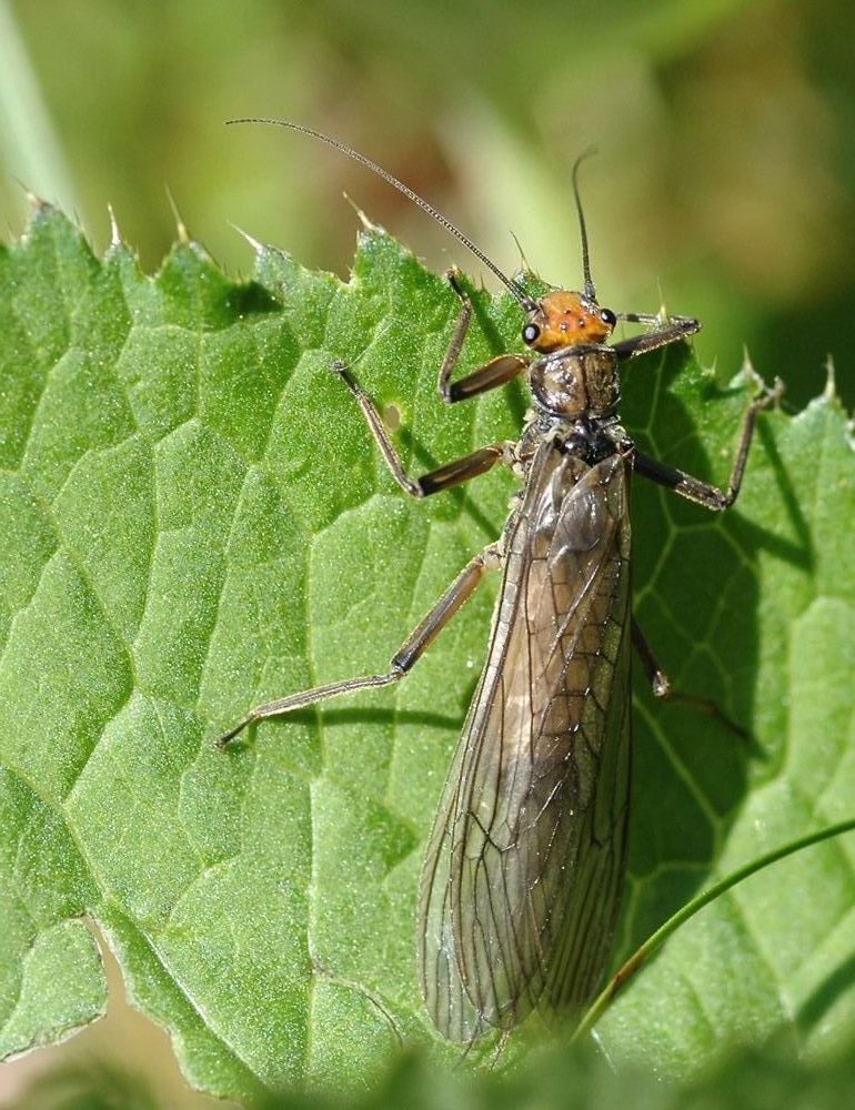 Schlammfliege, Netzflügler
