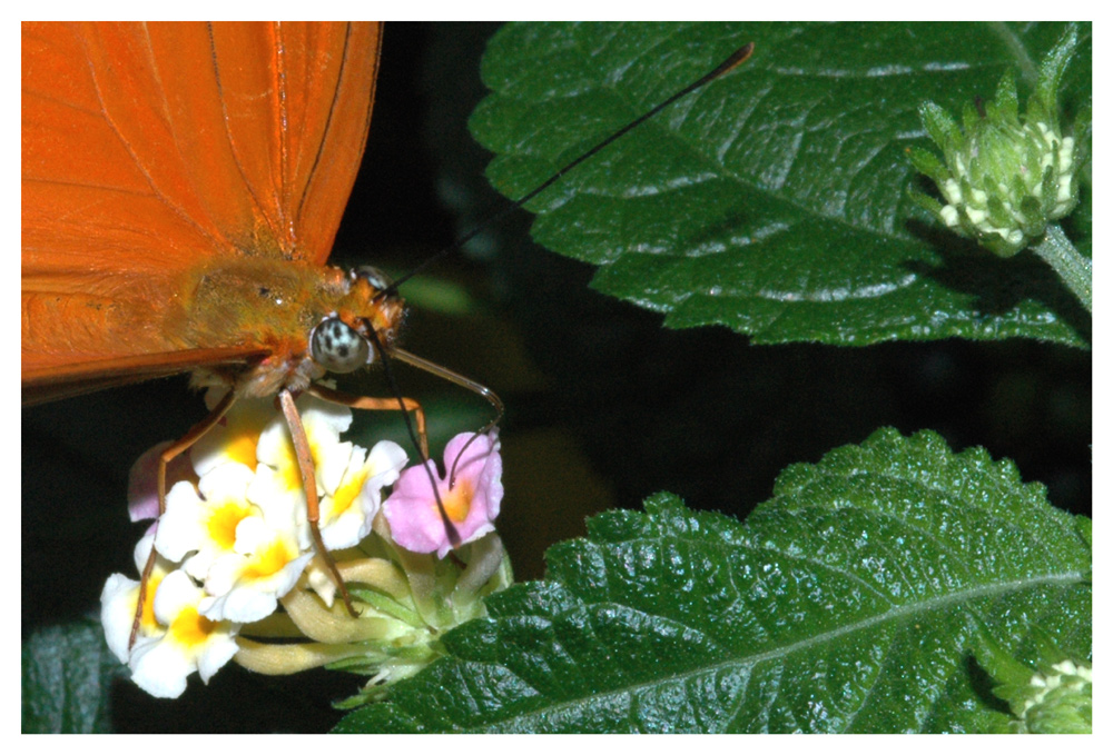 Tagfalter, Schmetterlingshaus Mainau
Ein Tagfalter aus der Familie der Heliconiidae, Gattung Eueides, Art ev. julia. Eine Schmetterling-Familie die aus der neuen Welt kommt und mit den Passionsblumen-Gewächsen assoziiert ist. Die Raupen leben vorwiegend auf Passionsblumen. Die Falter enthalten Giftstoffe und sind daher in leuchtende Farben gekleidet, orange, rot und gelb-rot-schwarz.
Schlüsselwörter: Tagfalter, Heliconiidae, Eueides julia, Passionsblumen